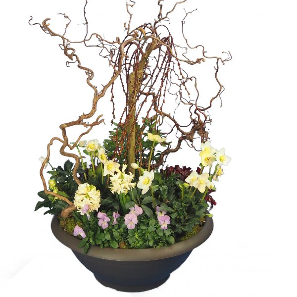 Trauerschale 50cm bepflanzt mit Salix-Hochstamm und Korkenzier-Zweigen Bild 1