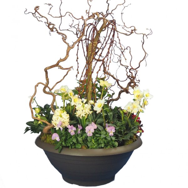 Trauerschale 50cm bepflanzt mit Salix-Hochstamm und Korkenzier-Zweigen Bild 2
