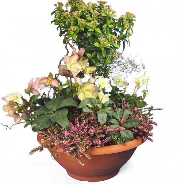 Trauerschale 50cm bepflanzt mit Viburnum-Hochstamm und Korkenzier-Zweigen Bild 1
