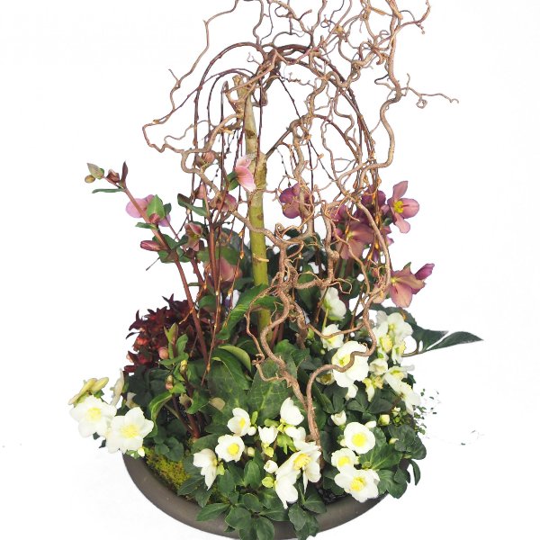 Trauerschale 50cm bepflanzt mit Viburnum-Hochstamm und Korkenzier-Zweigen Bild 2