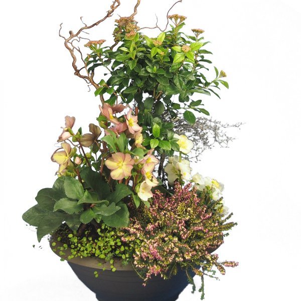 Trauerschale 50cm bepflanzt mit Viburnum-Hochstamm und Korkenzier-Zweigen Bild 1